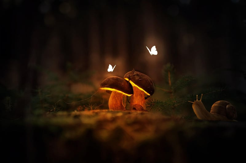 Mystical Toadstools