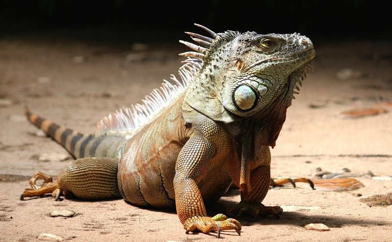 Terrarium Dragons