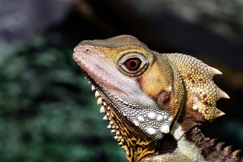 Fire-breathing Dragon