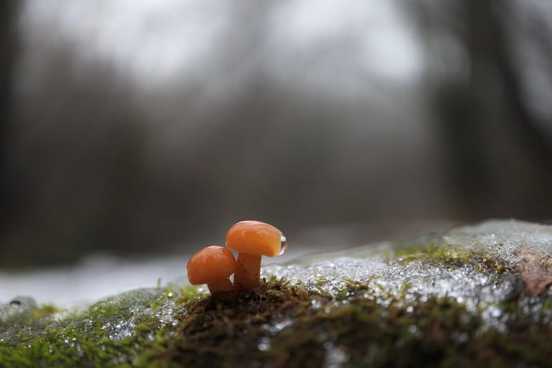 Enoki Mushroom