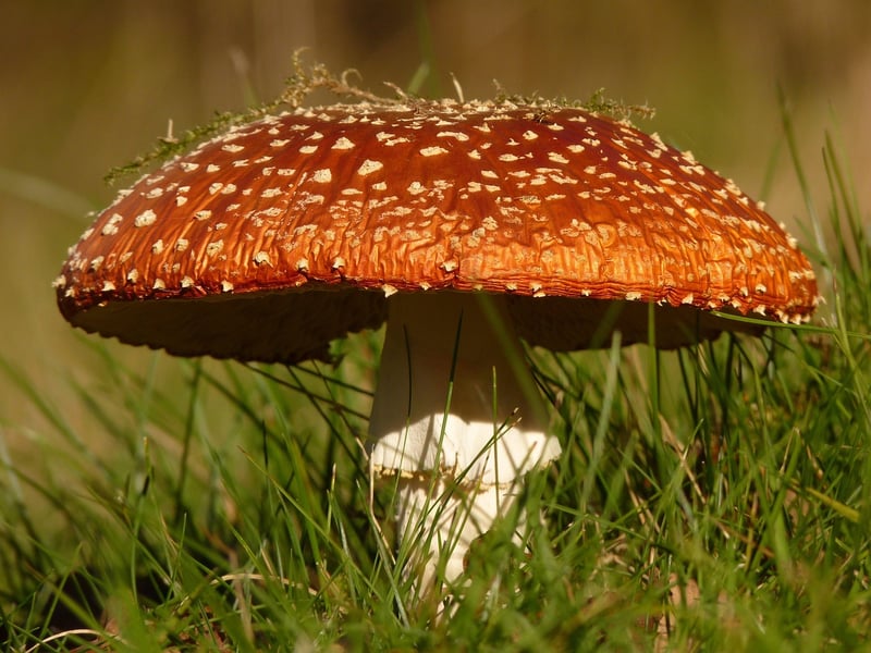 Fly Agaric Mushroom