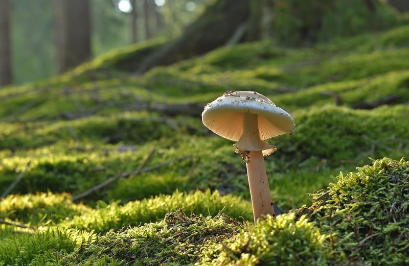 Lion's Mane Mushroom
